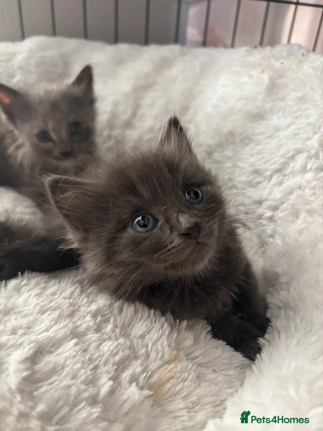 Mixed Breed cats for sale: playful long haired kittens - Advert 1