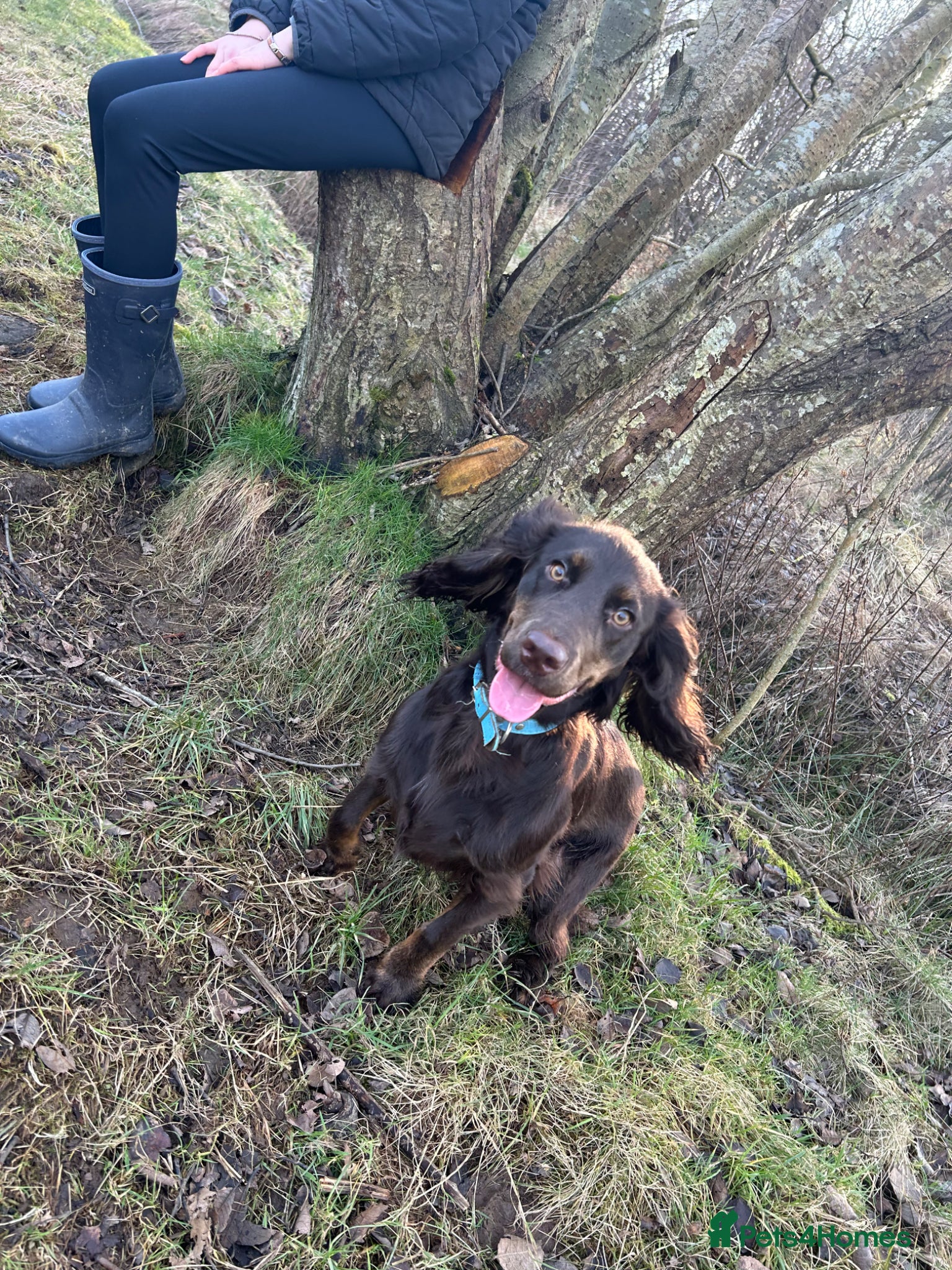 Cocker Spaniel dogs 9 month old male cocker spaniel  - Advert 1