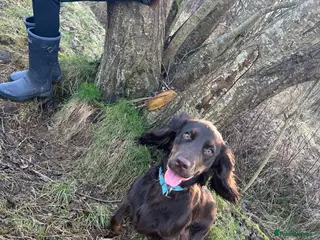 Cocker Spaniel dogs 9 month old male cocker spaniel - Advert 1