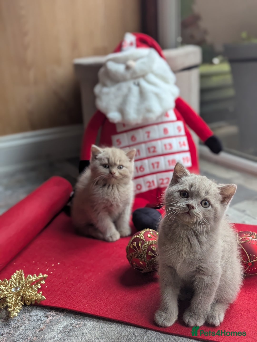 British Shorthair cats for sale: British shorthair  - Advert 4