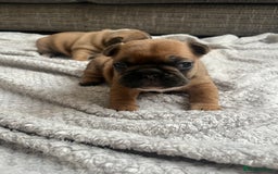 French Bulldog dogs for sale: Fully kc registered French bulldog female 4 weeks  - Image 2