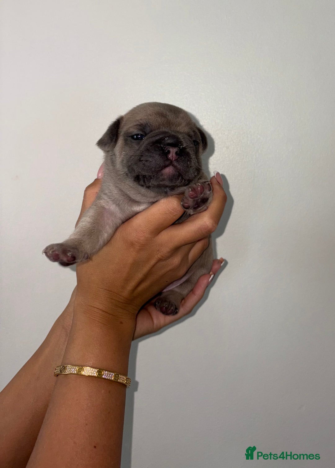 French Bulldog dogs for sale:  French bulldogs  - Advert 8