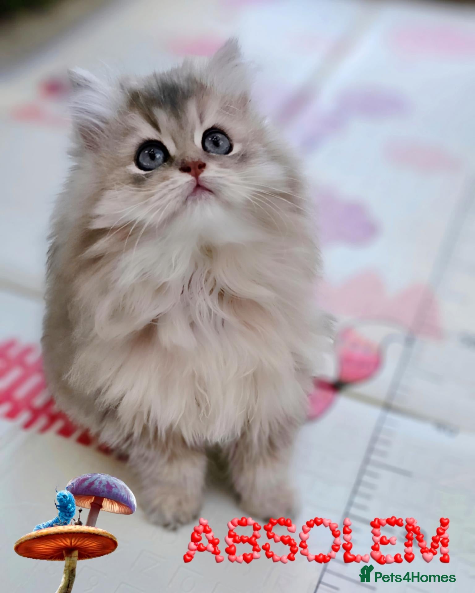 British Longhair cats 🧚‍♀️✨️ 3 Stunning  Sweet Babies 🐈🍬🐾 - Advert 1