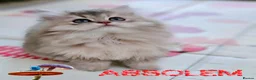 British Longhair cats for sale: 🧚‍♀️✨️ 3 Stunning  Sweet Babies 🐈🍬🐾 - Advert 1