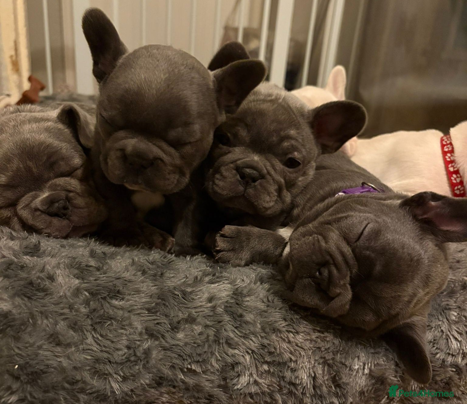 French Bulldog dogs Frenchie babies looking for their forever homes - Advert 1