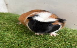 Guinea Pig rodents for sale: Very calm, friendly Guinea pig girls ready now  - Image 1