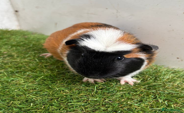 Guinea Pig rodents - Advert 9