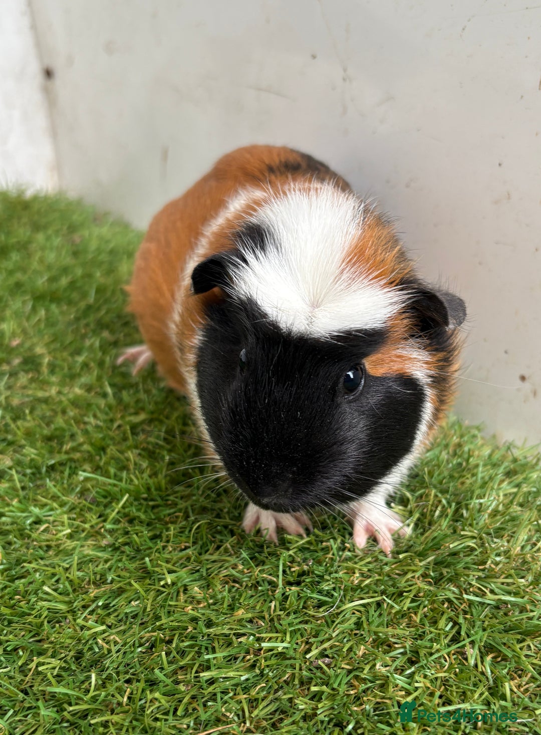 Guinea Pig rodents for sale: Very calm, friendly Guinea pig girls ready now  - Image 1