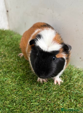 Guinea Pig rodents - Advert 15