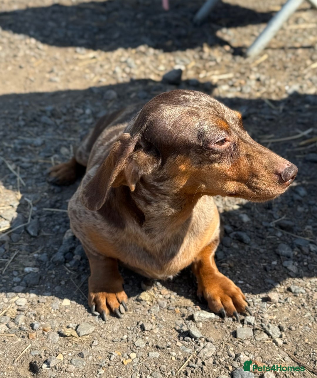 Miniature Dachshund dogs for sale: Miniature dachshund puppy’s ❤️ - Image 4