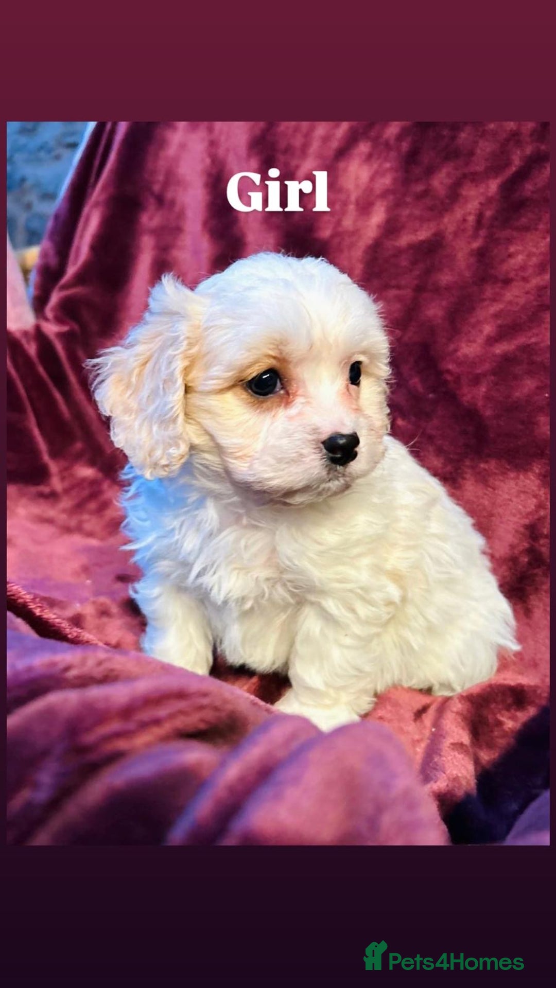 Cavachon dogs for sale: Outstanding F1 Cavachon puppies - Advert 5