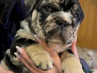 English Bulldog dogs Stunning chunky English bulldog puppies - Advert 11