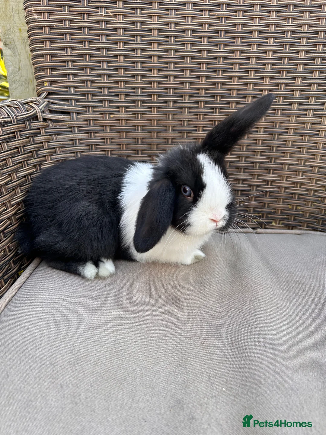 Mixed Breed rabbits for sale: Baby bunnies lol cross - Advert 1