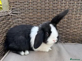 Mixed Breed rabbits Baby bunnies lol cross - Advert 3