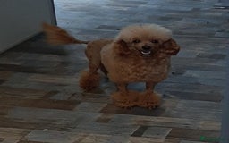 Toy Poodle dogs for stud: Kc registered toy poodle in Wisbech - Image 6