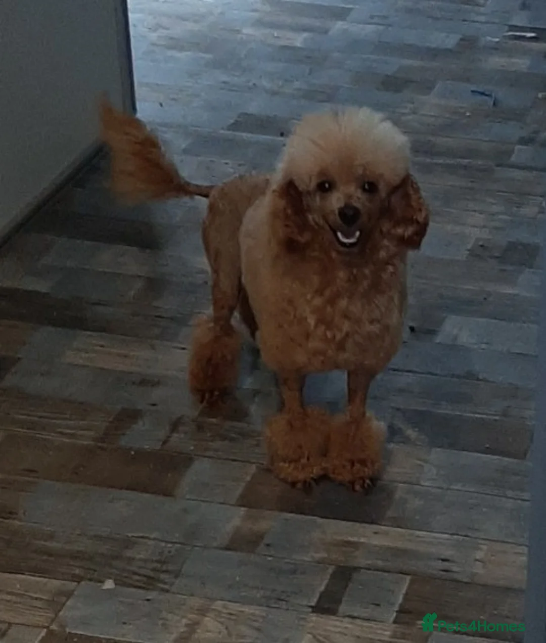 Toy Poodle dogs for stud: Kc registered toy poodle in Wisbech - Advert 6