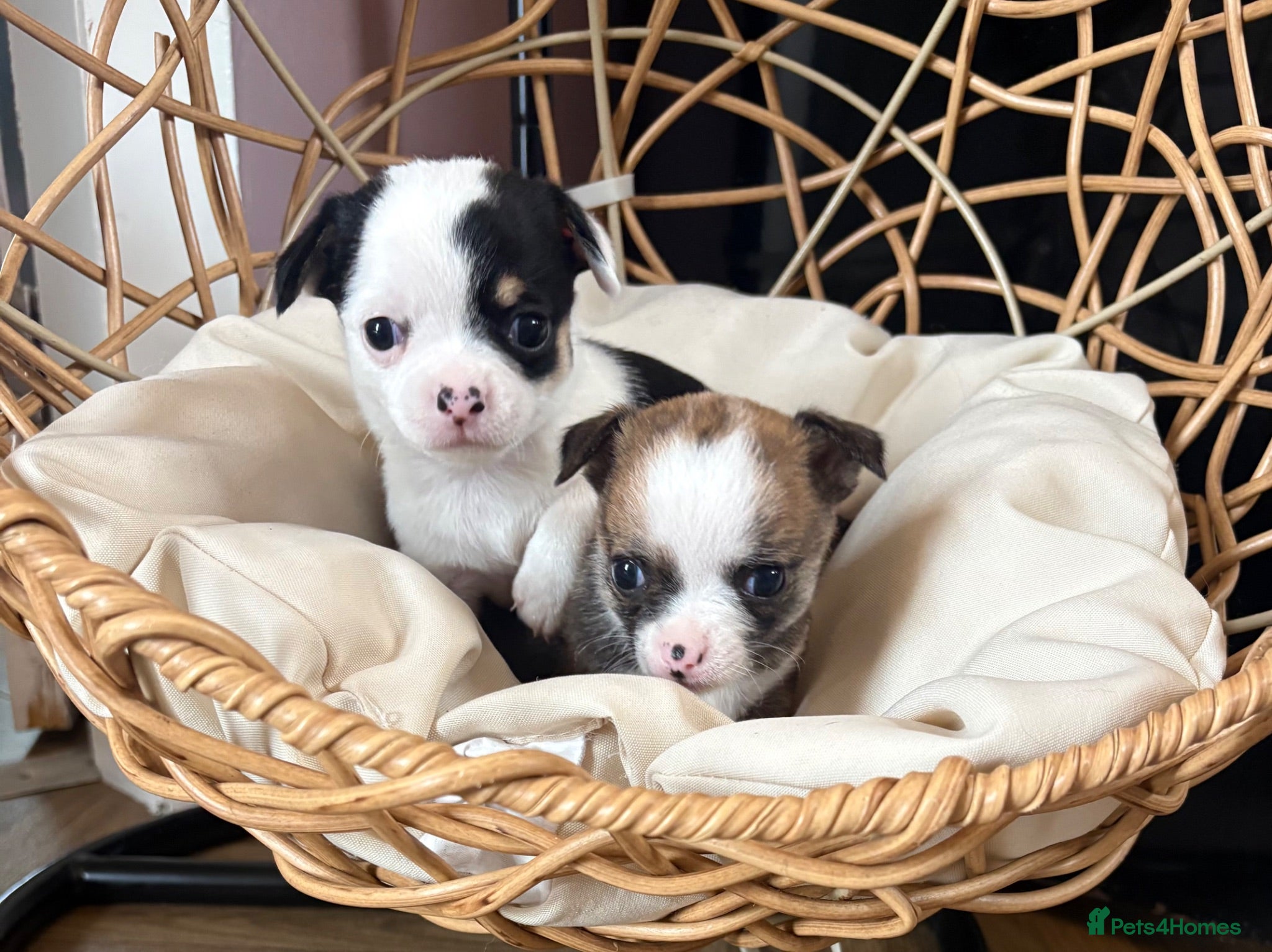 Chihuahua dogs Chihuahua puppies - Advert 2