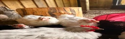 Chickens poultry for sale: Mottle lavender Orpington’s and Pekins  - Advert 6
