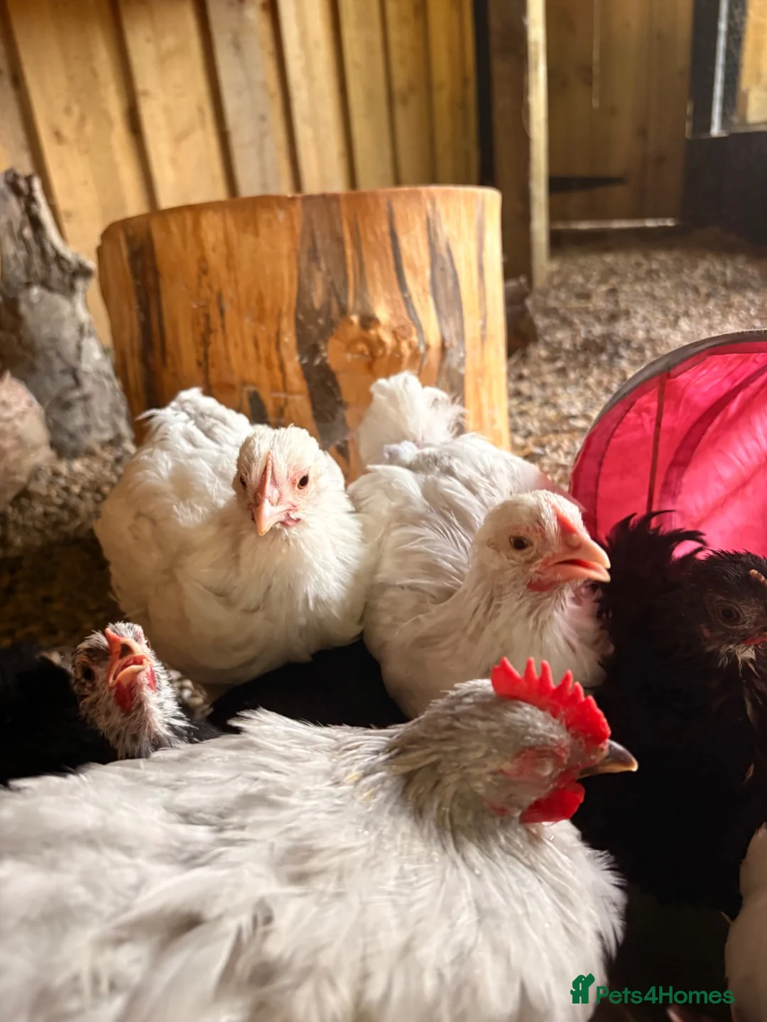 Chickens poultry for sale: Mottle lavender Orpington’s and Pekins  - Advert 6