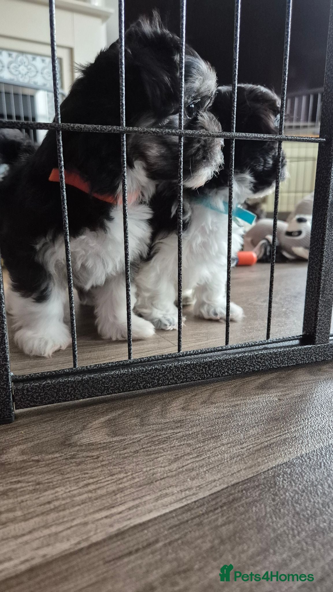 Maltese dogs Maltese/Havanese Puppies  - Advert 1