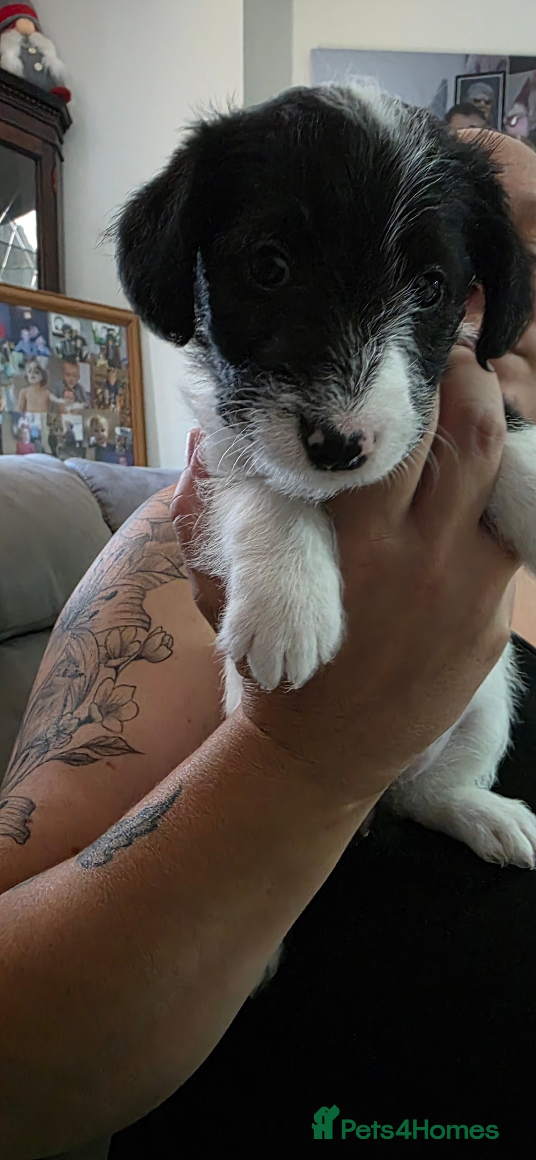 Jackapoo dogs for sale: BEAUTIFUL LAST JACKAPOO FEMALE in Epping - Image 7