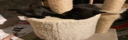 Mixed Breed cats for sale: Cute Little Kittens Available Now  - Advert 6