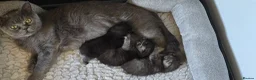 British Shorthair cats for sale: Beautiful British short hair kittens. - Advert 3