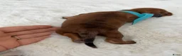 Dachshund dogs for sale: dachshund puppies For sale *1 BOY LEFT purplecol*  - Advert 34