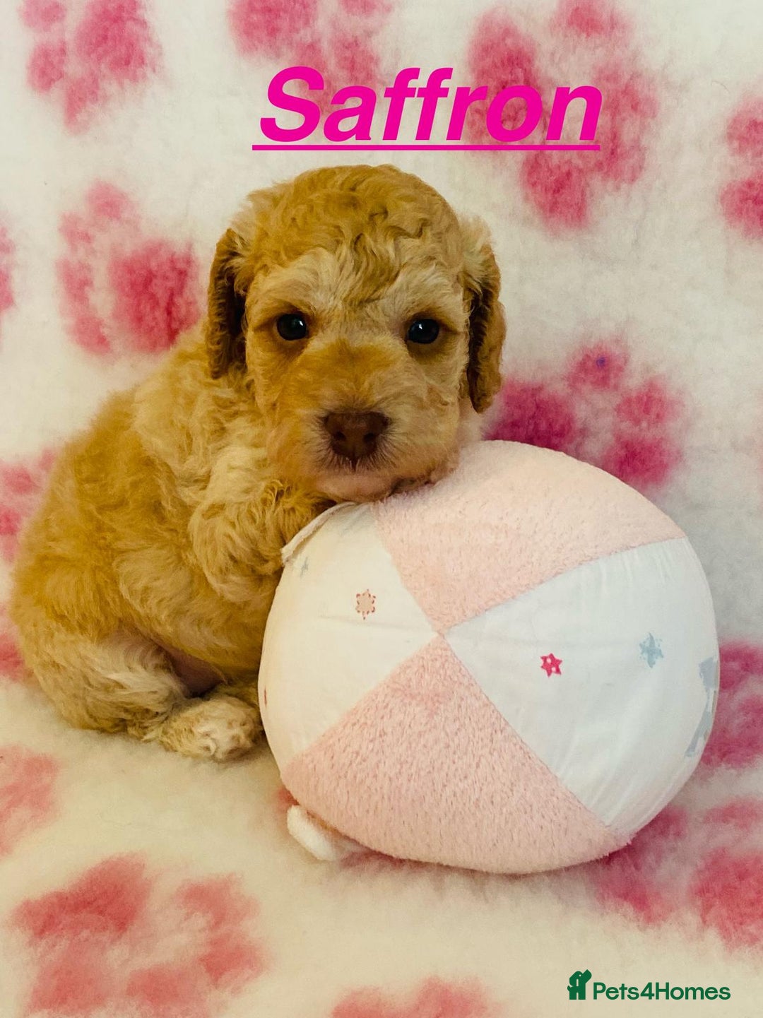 Cockapoo dogs for sale: Home raised American Cockapoos - Image 1