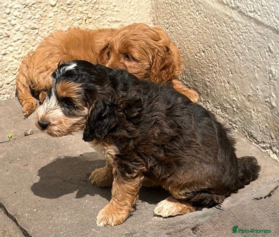 Cockapoo dogs Cockapoo f1 pups  - Advert 1