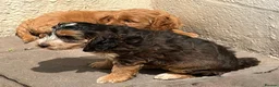 Cockapoo dogs for sale: Cockapoo f1 pups  - Advert 1