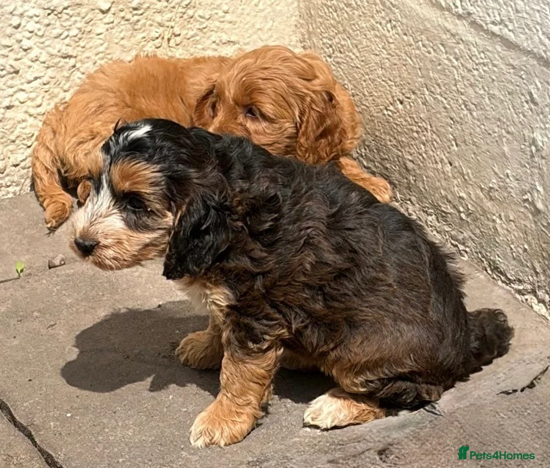 Cockapoo dogs for sale: Cockapoo f1 pups  - Advert 1