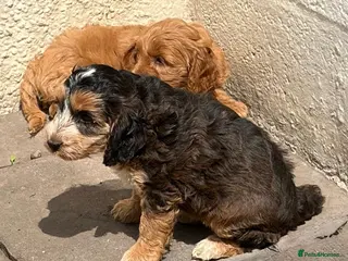 Cockapoo dogs Cockapoo f1 pups - Advert 1