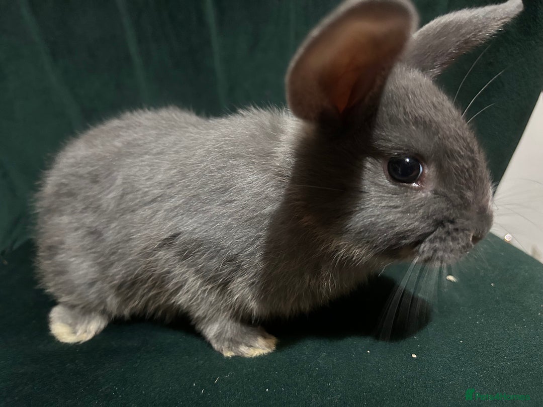 Mixed Breed rabbits for sale: New zealand cross Lionhead - Advert 6