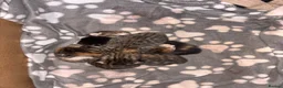 Mixed Breed cats for sale: 5 female kittens  in Glasgow - Advert 4