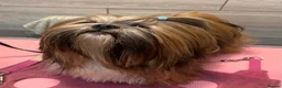 Lhasa Apso dogs for stud: Kc Reg Lhasa Apso stud dog - Advert 1