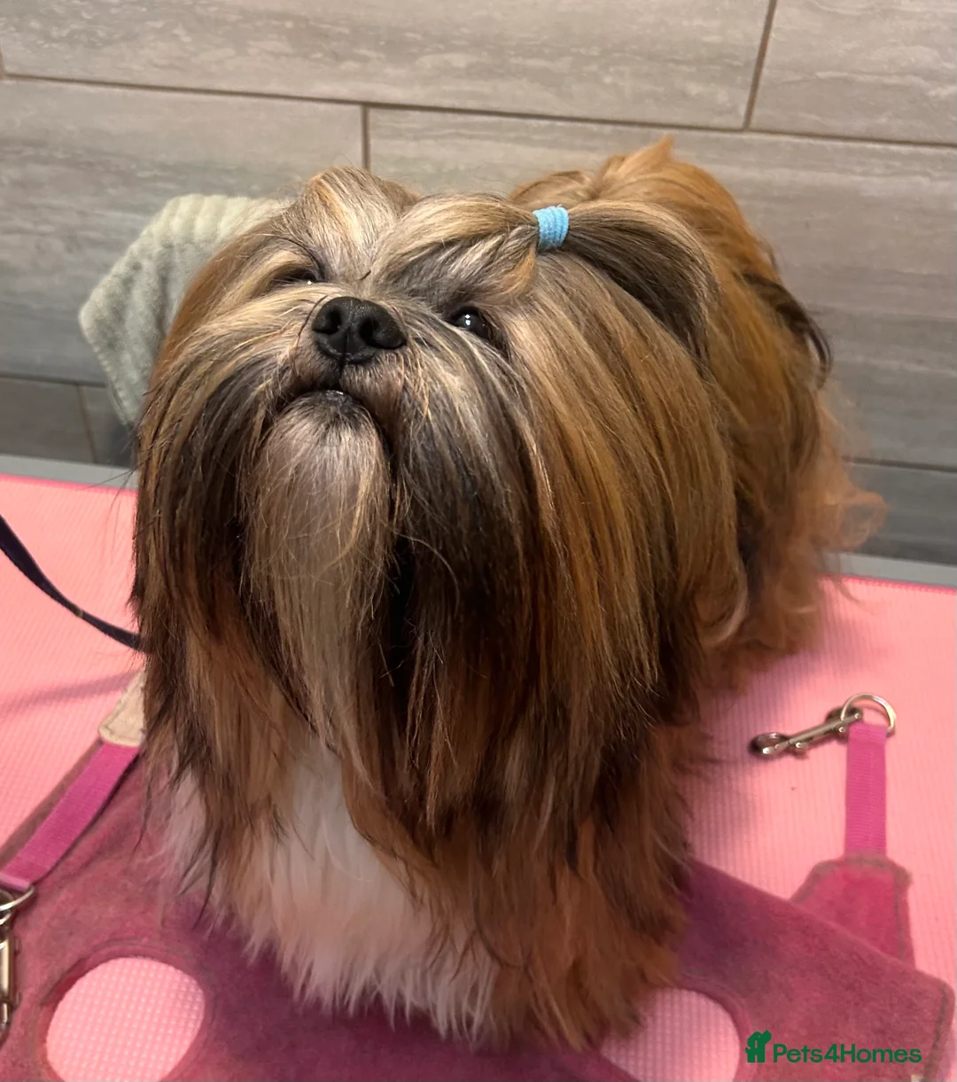 Lhasa Apso dogs for stud: Kc Reg Lhasa Apso stud dog - Advert 1