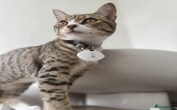 Bengal cats for sale: Bengal X Tabby (8 month old)  - Image 1