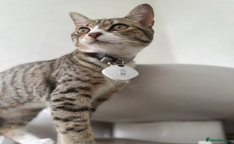 Bengal cats - Advert 9