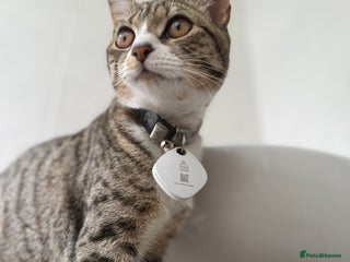 Bengal cats - Advert 36