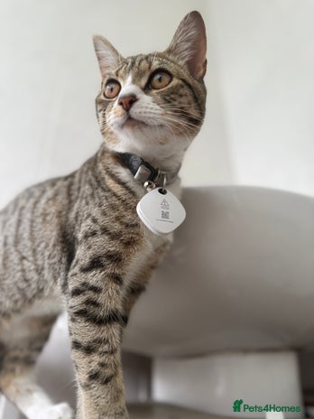 Bengal cats - Advert 9