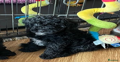 Cavapoo dogs - Advert 2