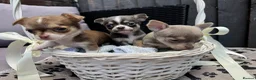 Chihuahua dogs for sale: 🐶Tiny exquisite RARE blue, Lilac & Chocolate Tri  - Advert 35