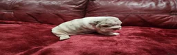 English Bulldog dogs for sale: 🐾Gorgeous British Bulldog Puppies - Boy & Girl💜 - Advert 12