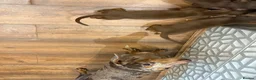 Miniature Dachshund dogs for sale: Beautiful miniature daschund  - Advert 7