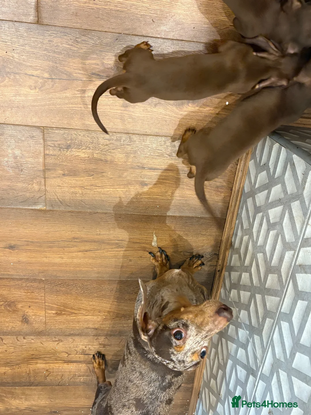 Miniature Dachshund dogs for sale: Beautiful miniature daschund  - Advert 7