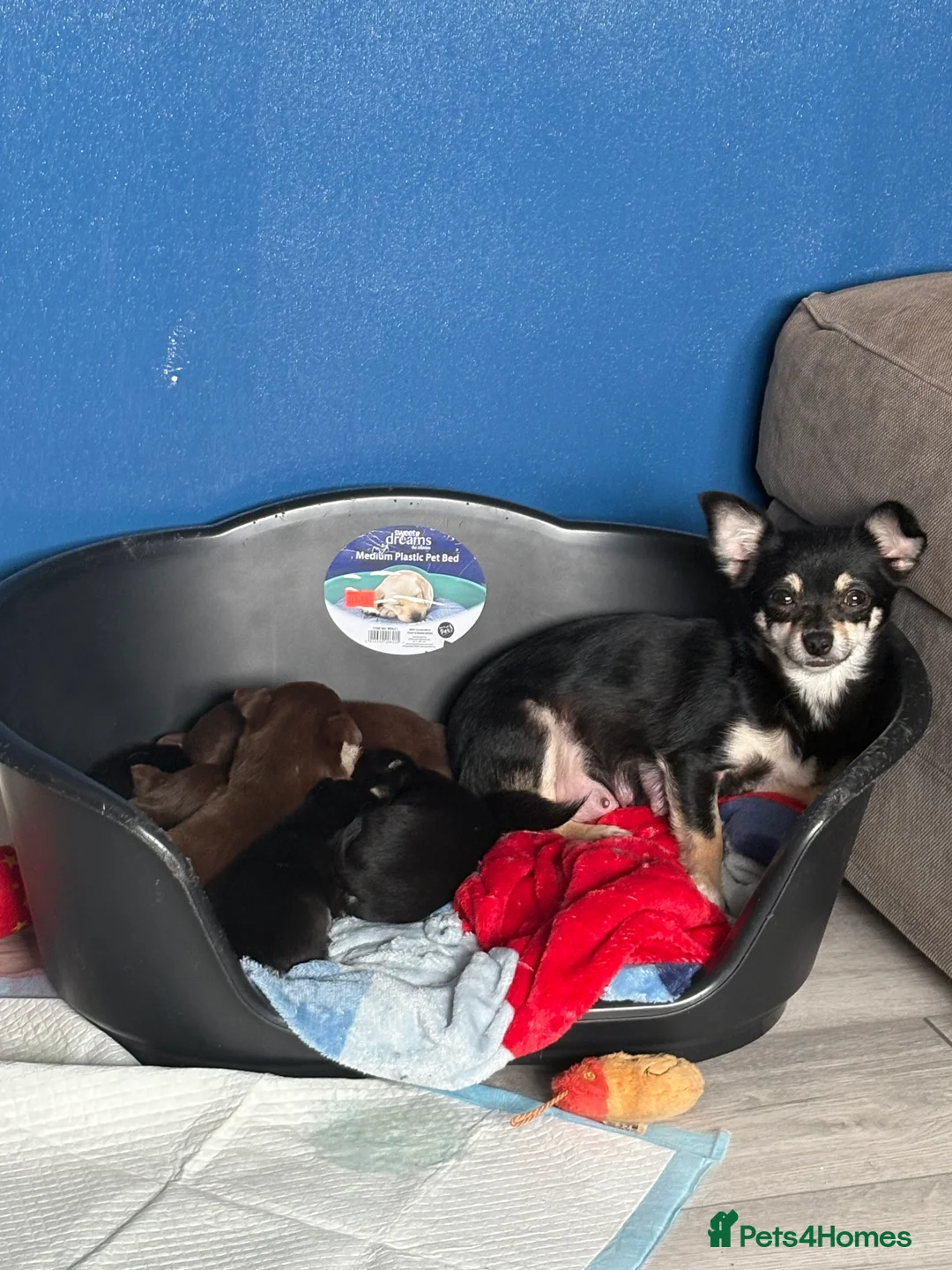 Chihuahua dogs for sale: 2 boys in need of homes in Dudley - Advert 2