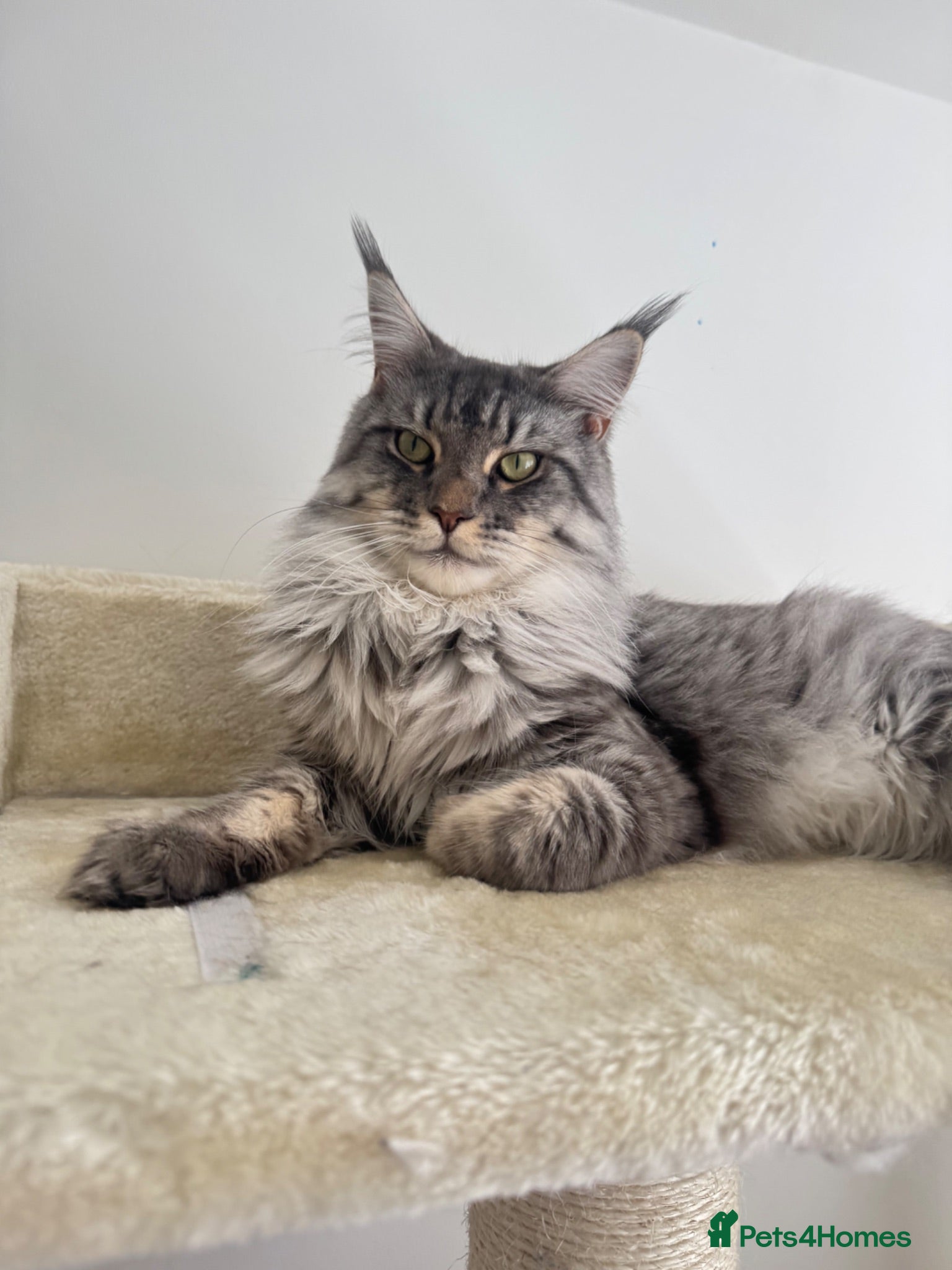 Maine Coon cats Rehoming Maine coon  - Advert 15