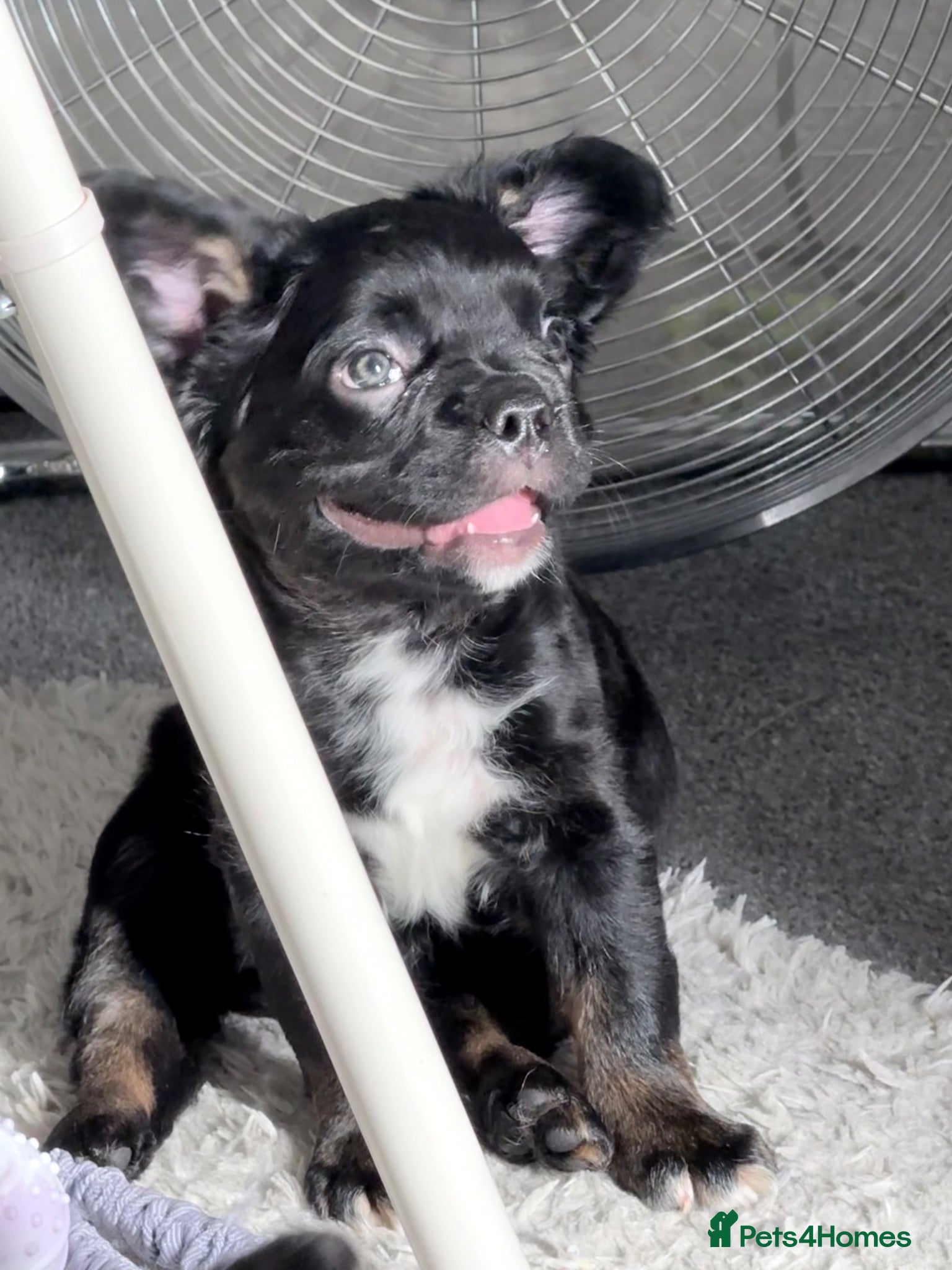 French Bulldog dogs Reduced! Ready now, 2 Girls left!  - Advert 1