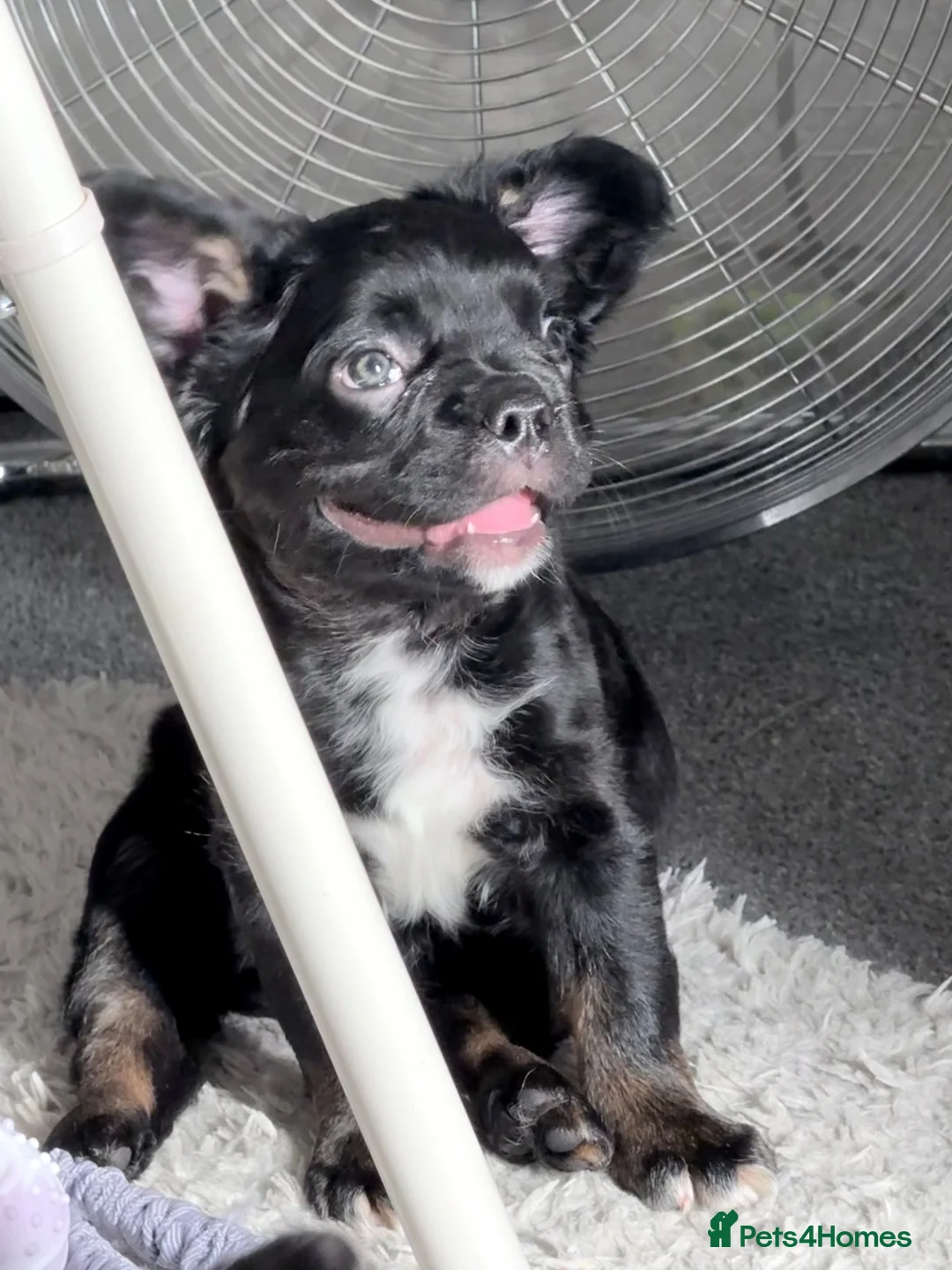 French Bulldog dogs for sale: Reduced! Ready now, 2 visual fluffy Girls left!  - Advert 1
